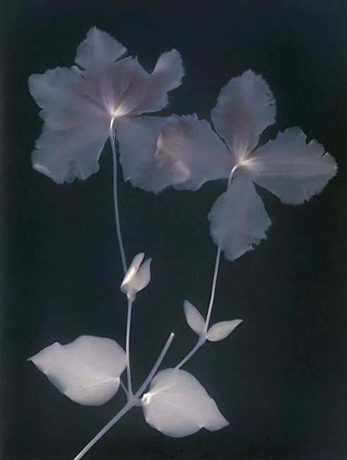 Lumen Print #4 Clematis