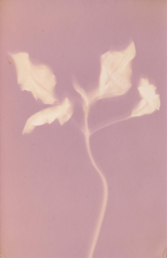 Lumen print