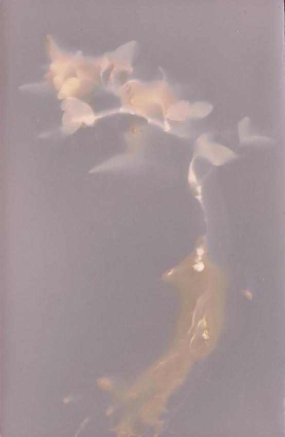 Lumen prints