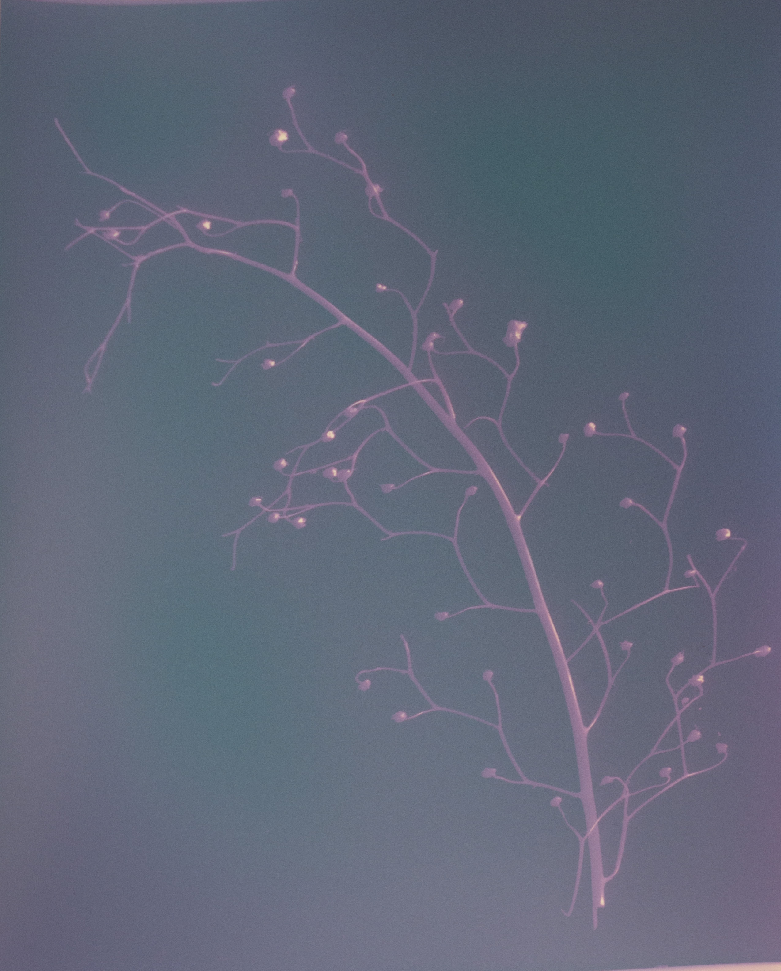Lumenprint1