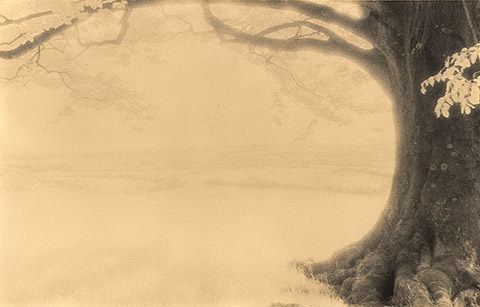 Luminous Meadows