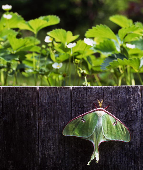 Luna Moth & Strawberries