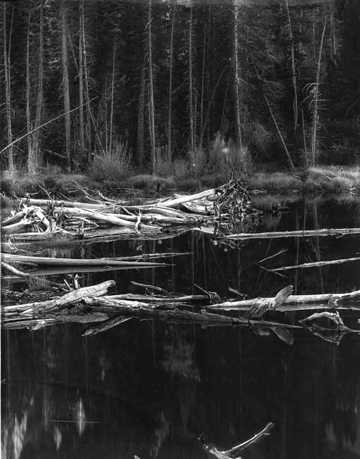 Lundy Lake, beaver pond