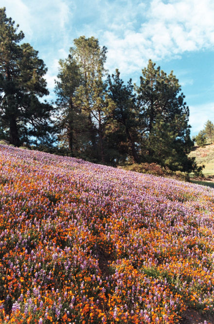 Lupines And Poppies
