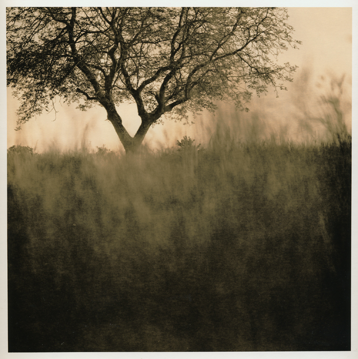 Lying In The Grass Ii