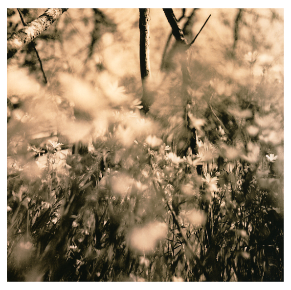 Lying In The Grass...