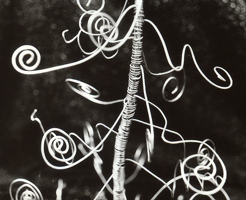 Lynn's Tree