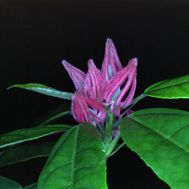 Macro At The Atlanta Botanical Gardens