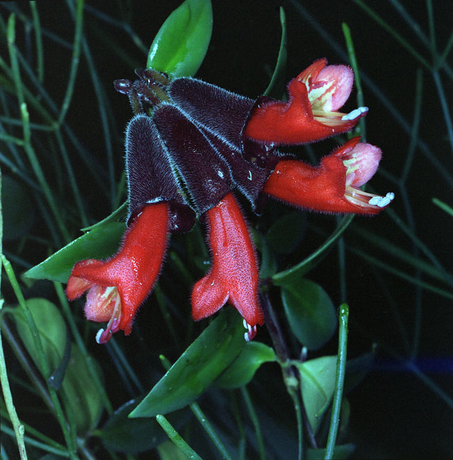 Macro At The Atlanta Botanical Gardens