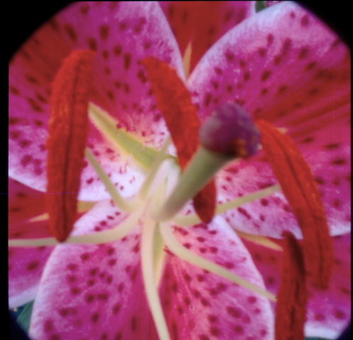 macro pinhole