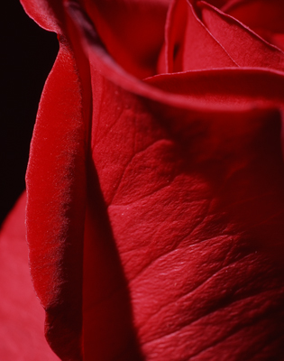 macro rose