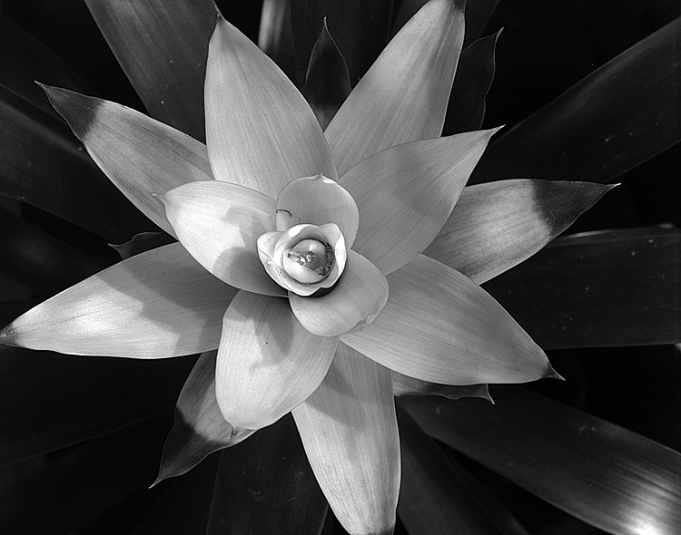 Maddie's bromeliad...