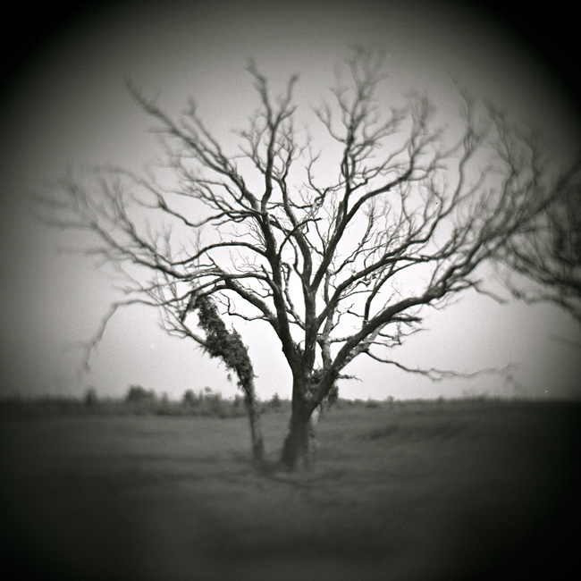 Madisonville Oak #1