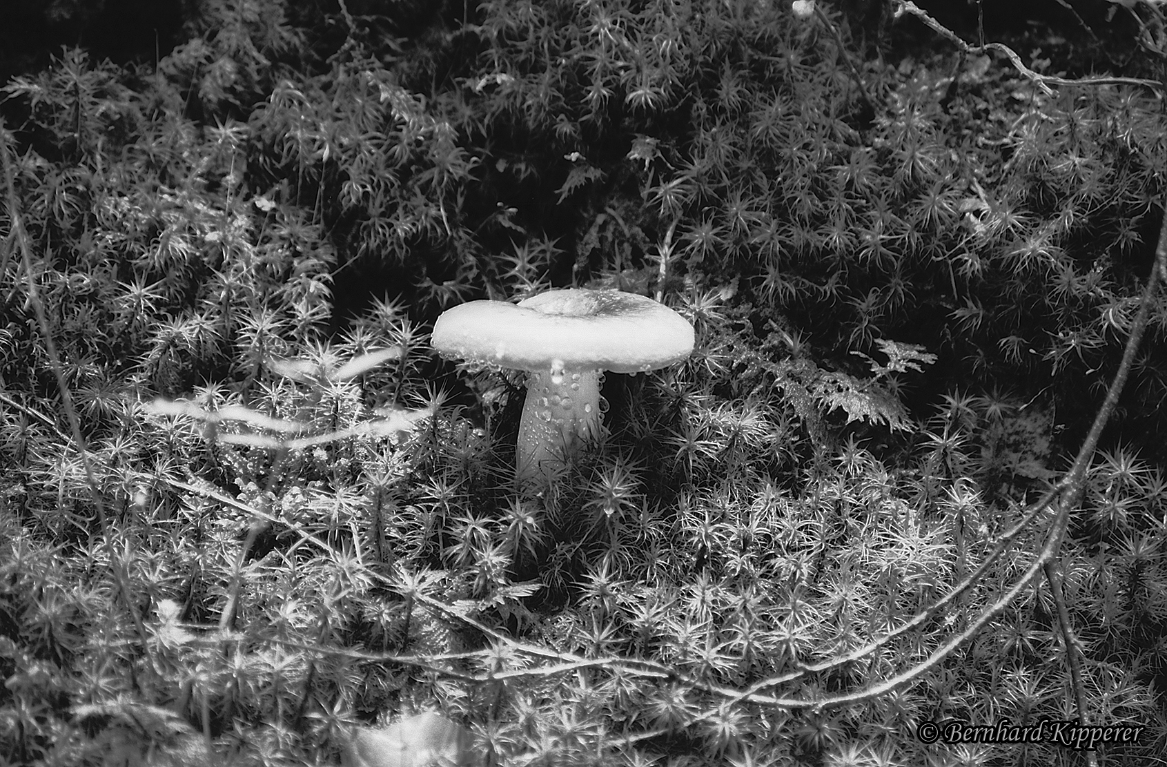Magic Shroom