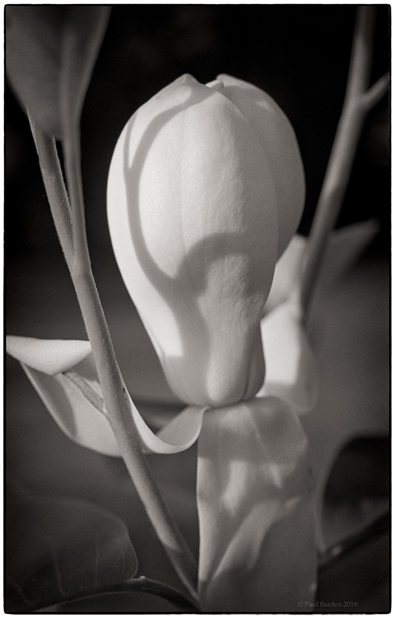 Magnolia.02c