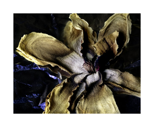 Magnolia 3 Spring 2009