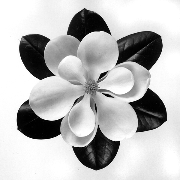 Magnolia Blossom