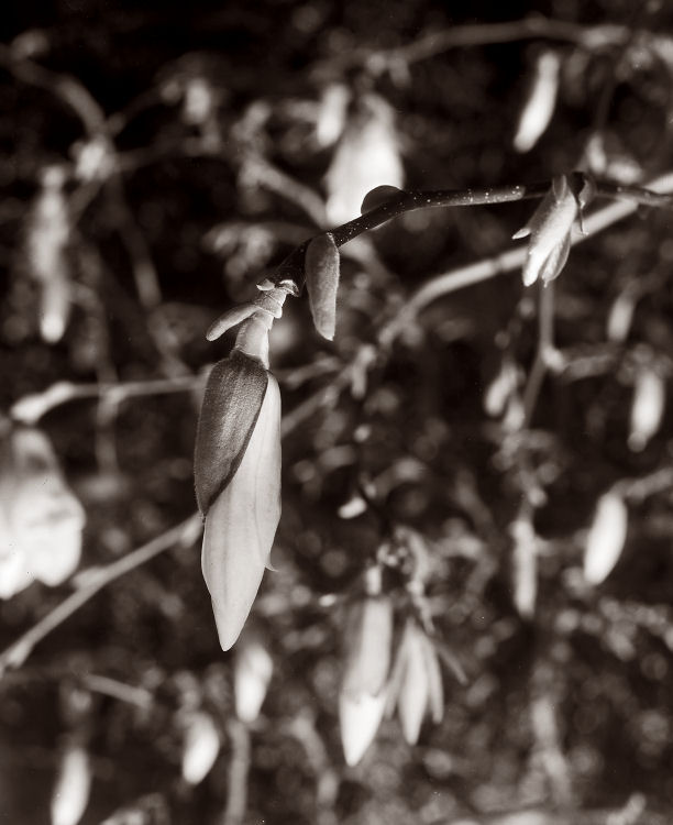 Magnolia bud (1)