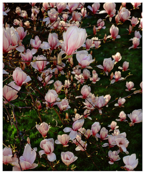 Magnolia Pink and Green