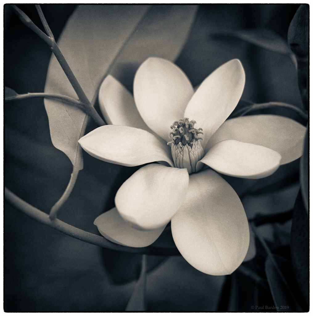Magnolia virginiana #5