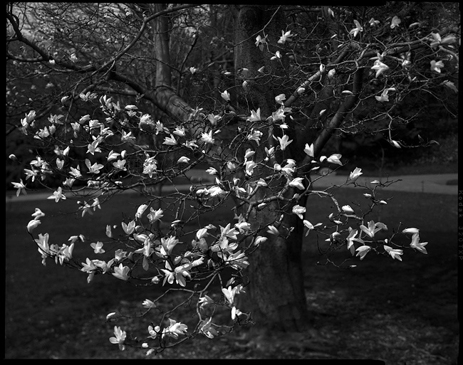 magnolia