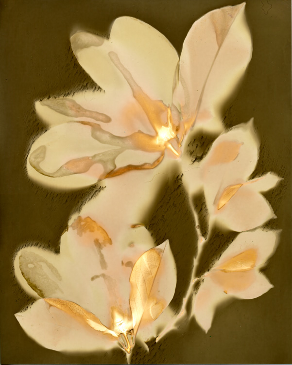 Magnolia
