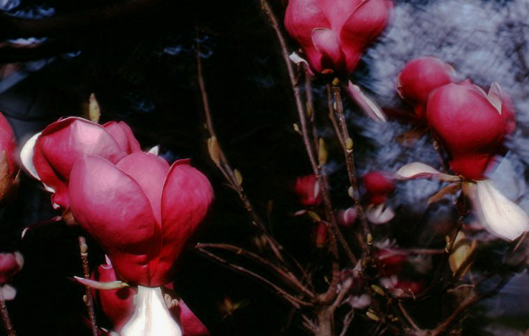 Magnolias