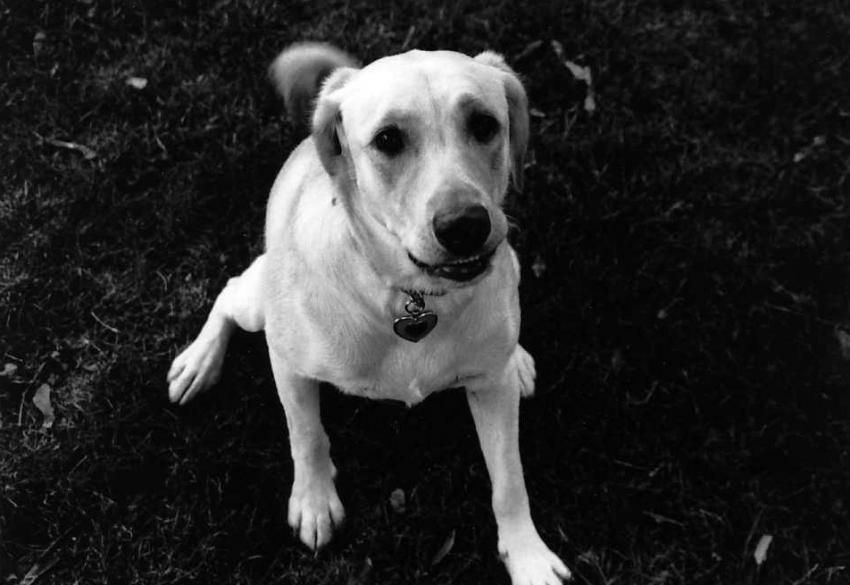 Maisy Begging