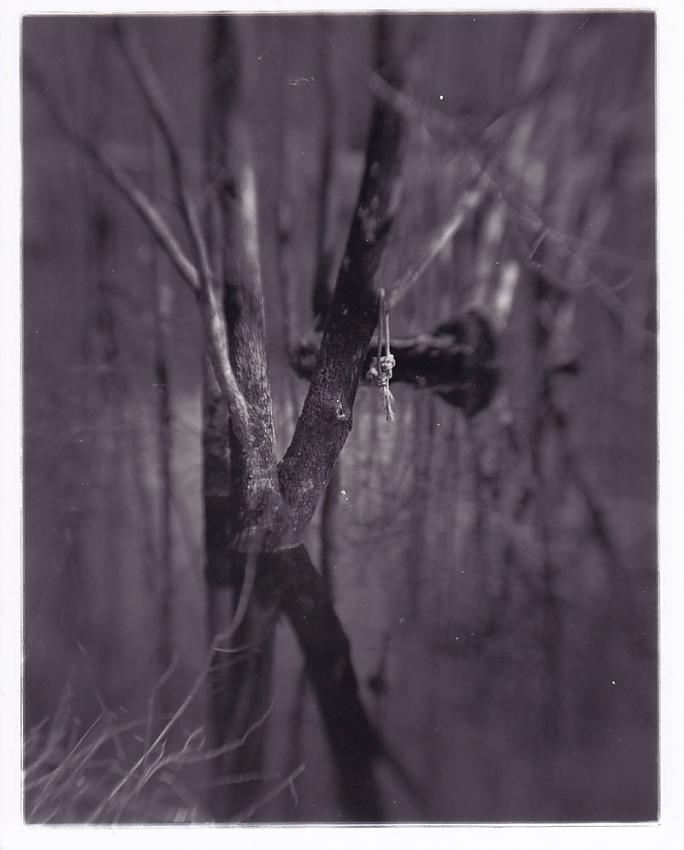 makeshift lens landscapes