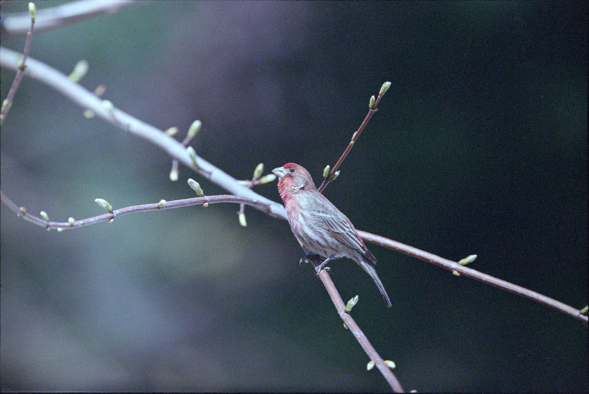Male House Finch