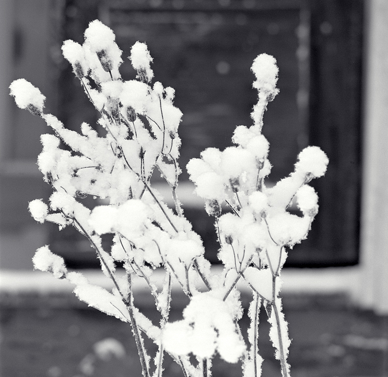 Mallow in snow II