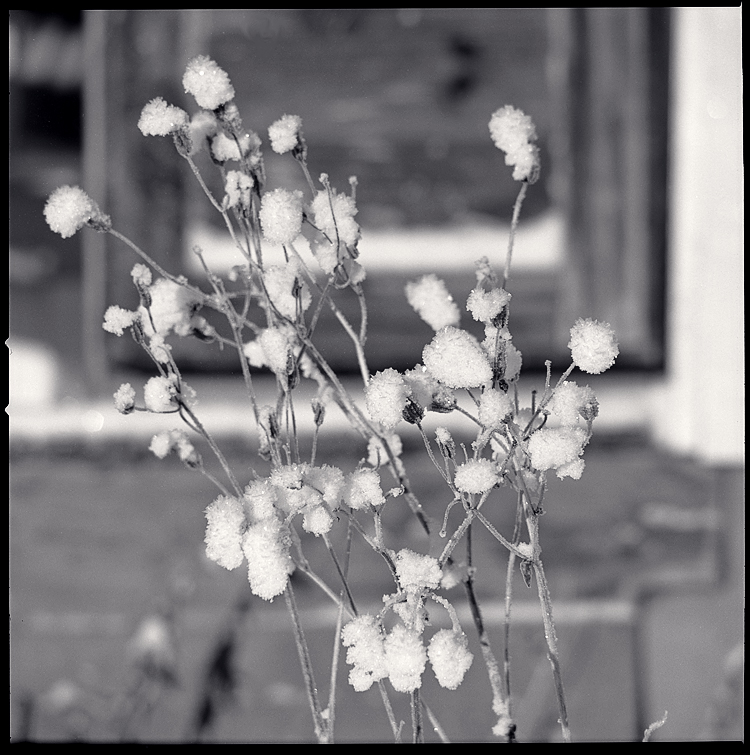 Mallow in snow, III