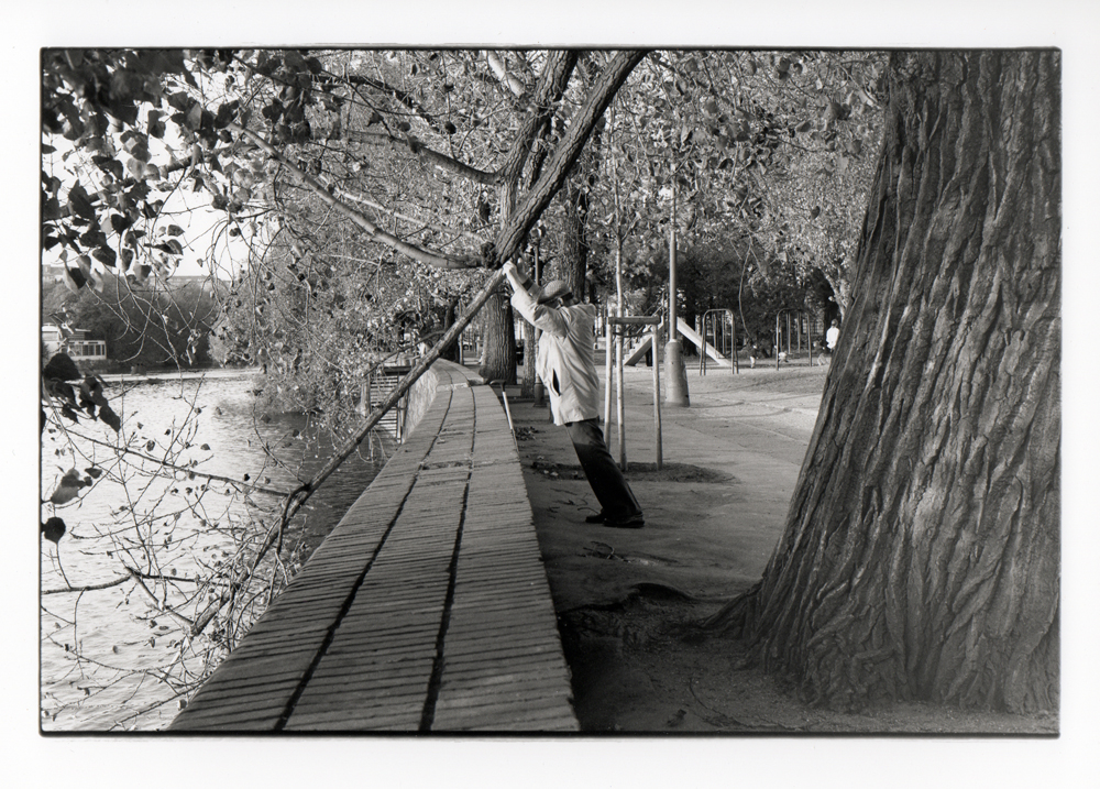 Man shaking tree