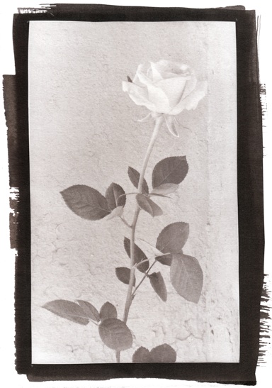 Manda Rose