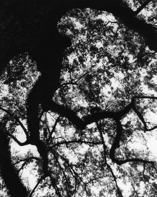 Mandelbrot Oak