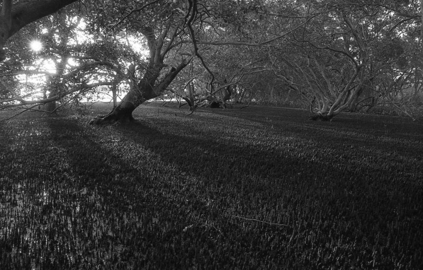 Mangrove forest