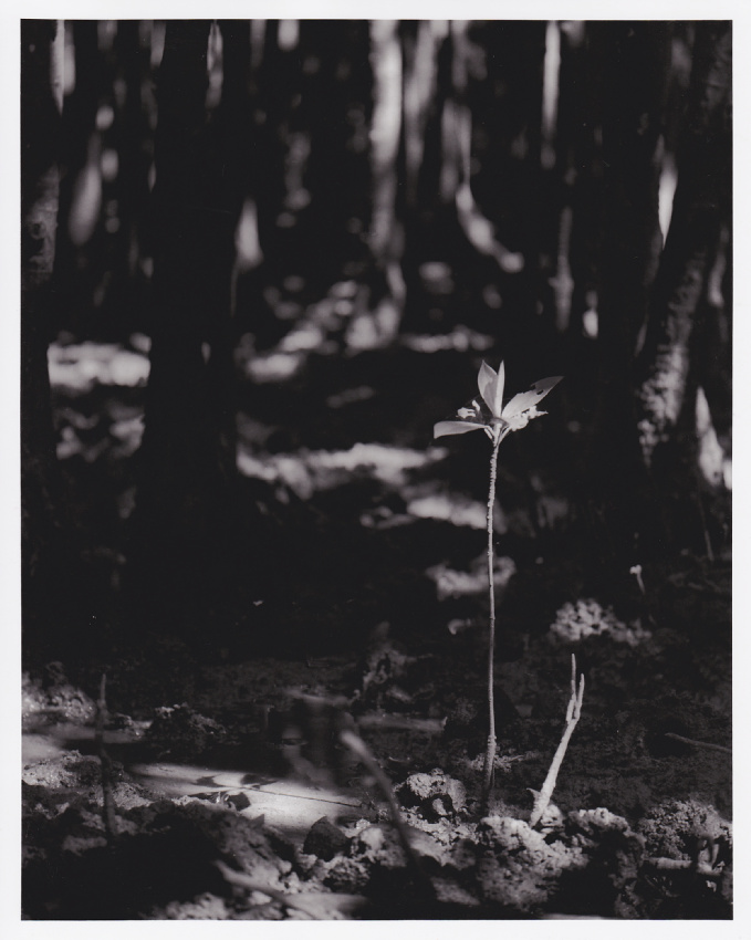 Mangrove Seedling and Shadow