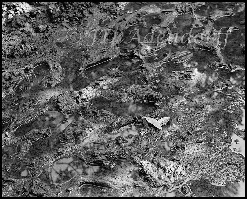 Mangrove swamp scene