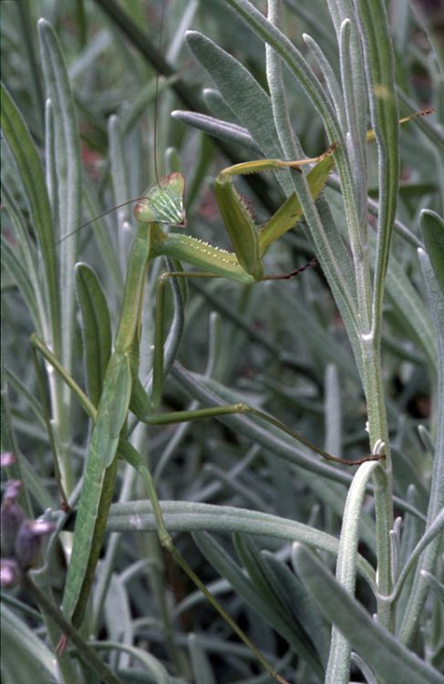 Mantis