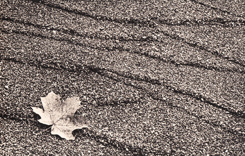 maple leaf on Ravine Beach
