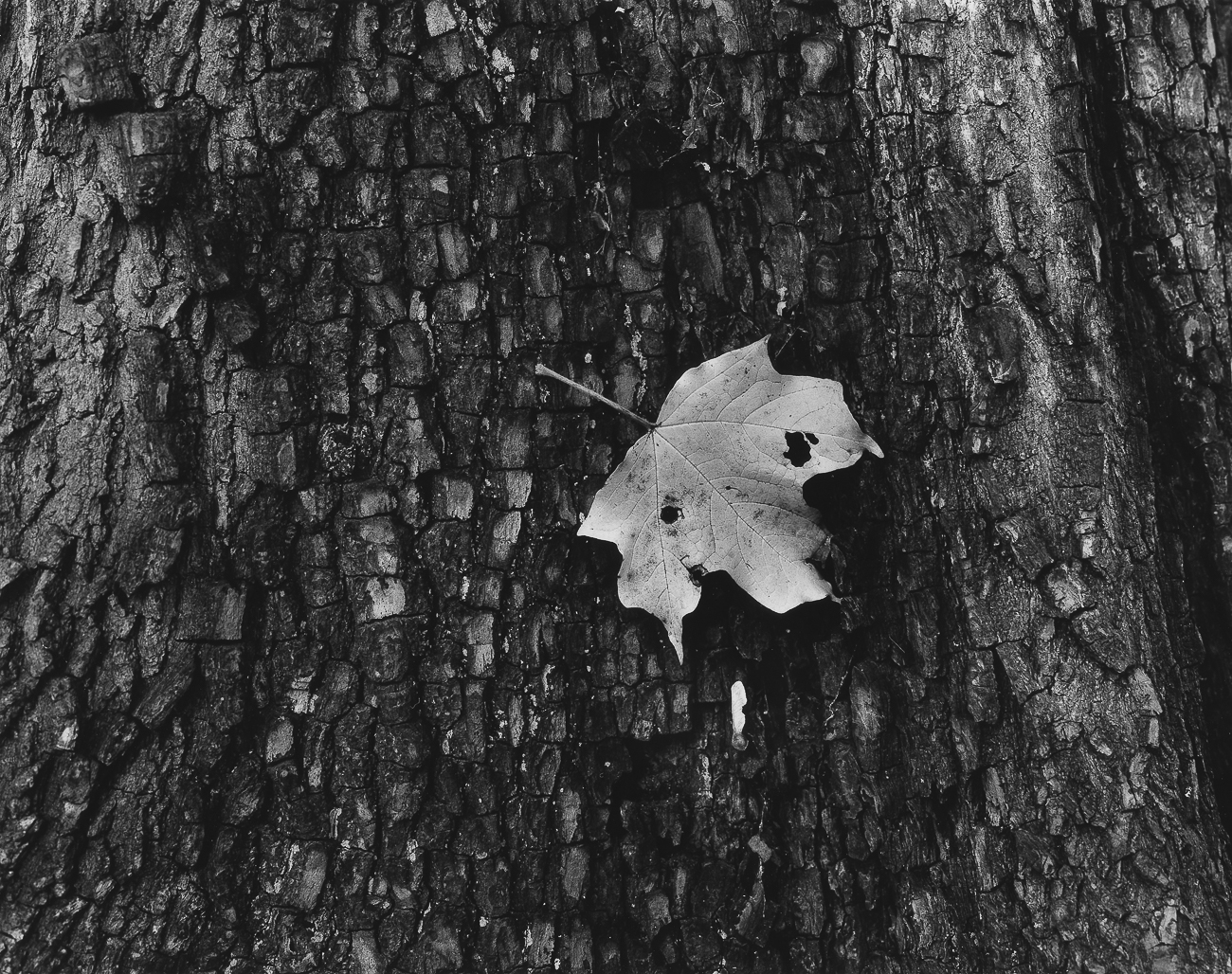 Maple Leaf, Seed, & Bark, Audubon State Park, 2008