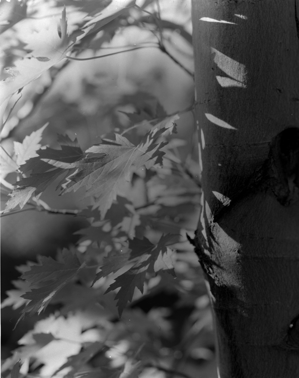 maple