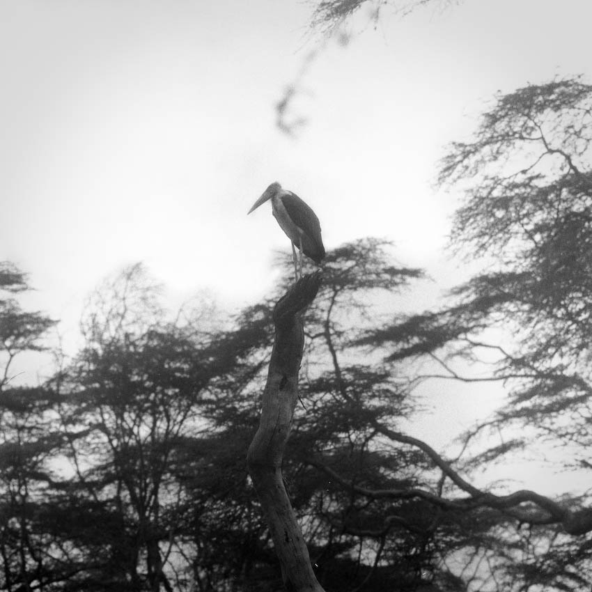 Marabou Stork