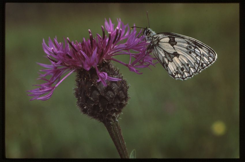 Marbled White on Greater Knapweed.
