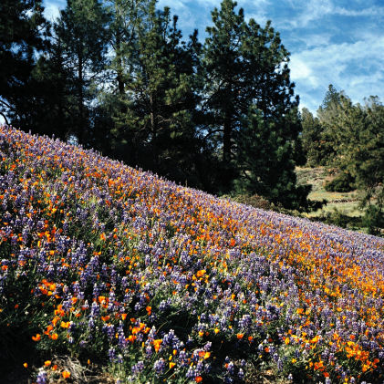 March Wildflowers