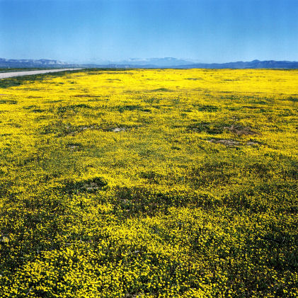 March Wildflowers