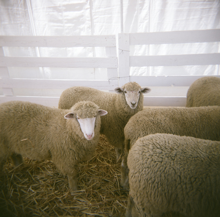 Marin County Fair