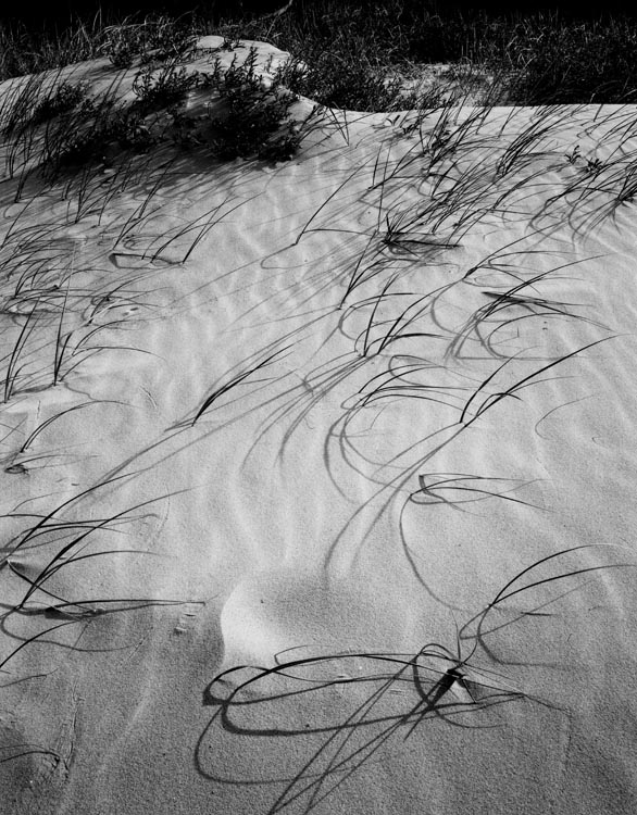 Marran Grass and dunes