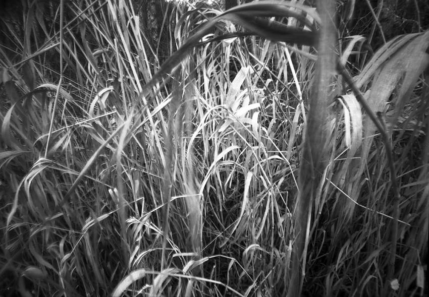 Marsh Grasses