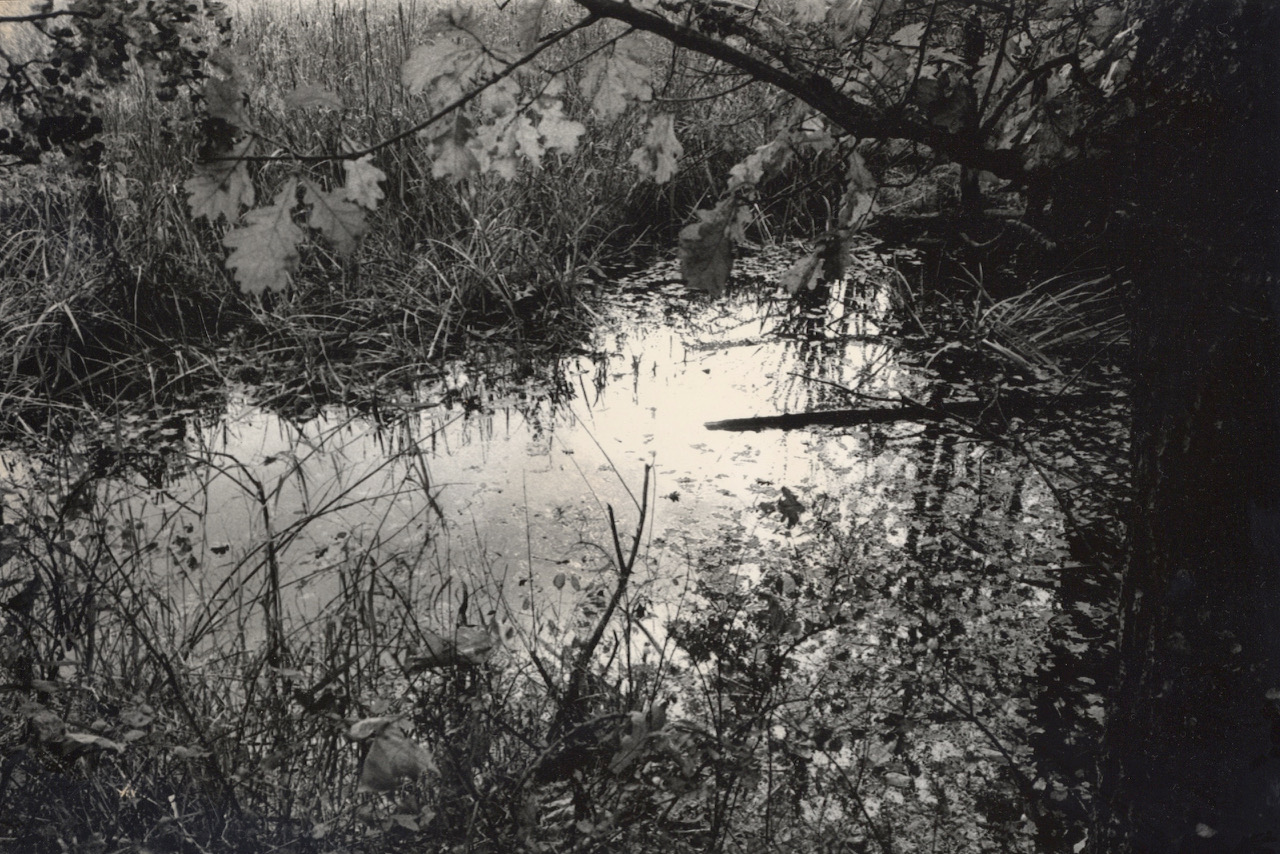 Marsh, Oak Leaves.jpeg